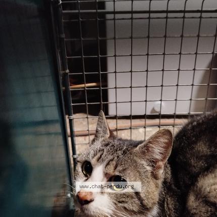 Foto 1/1 Gato encontrado Encontrado en Courbepine