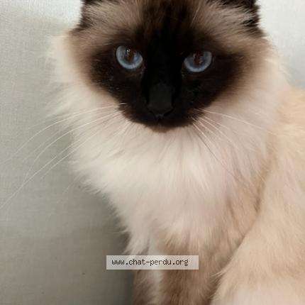 Foto 1/1 RHEA Chat perdido en Quetigny