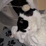 Foto del gato perdido en Marseille