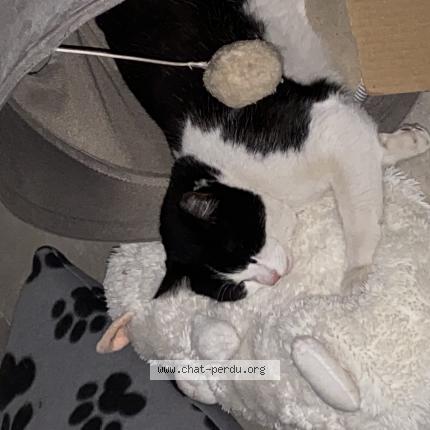 Foto 1/1 Angèle Chat perdido en Marseille