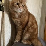 Foto del gato perdido en Taguig