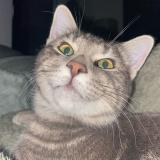 Foto del gato perdido en Gourdon