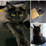 Foto del gato perdido en Orgerus