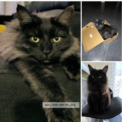 Foto 1/1 Kiara Chat perdido en Orgerus