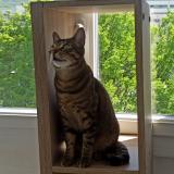 Foto del gato perdido en Genille