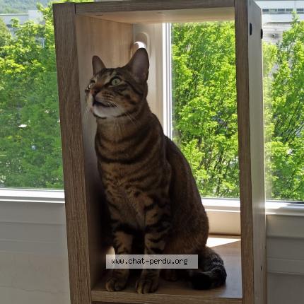 Foto 1/1 Wookie Chat perdido en Genille