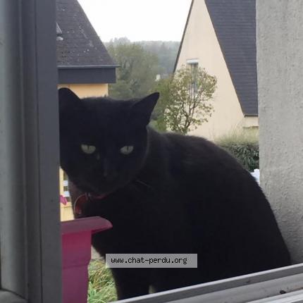 Foto 1/1 Gribouille Chat perdido en Guerlesquin