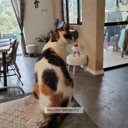 Foto 1/1 Mimi ou minette Chat perdido en Les taillades