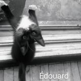 Foto del gato perdido en Montreal North