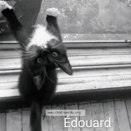 Foto 1/1 Edouard Chat perdido en Montreal north