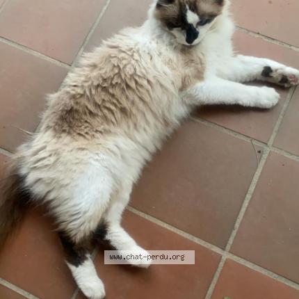 Foto 1/1 rio Chat perdido en Flourens