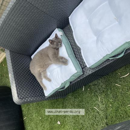 Foto 2/2 Kiki Chat perdido en Forcalqueiret