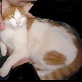 Foto del gato perdido en Morfontaine