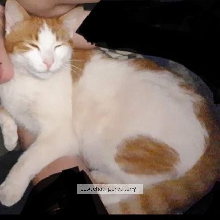 Foto 1/1 Even Chat perdido en Morfontaine