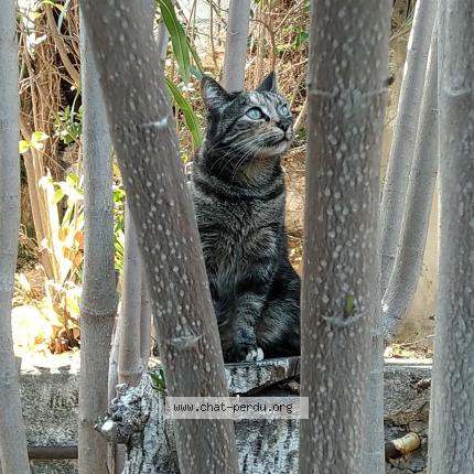 Foto 1/1 Chi Chat perdido en Nice