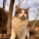 Foto del gato perdido en La Crau