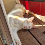 Foto del gato perdido en Saint Laurent D Aigouze