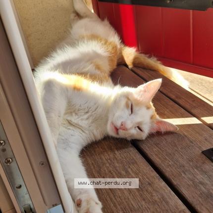 Foto 1/1 Ron Chat perdido en Saint laurent d aigouze