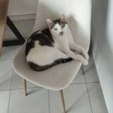 Foto del gato perdido en Gardanne