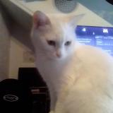 Foto del gato perdido en Entrevaux