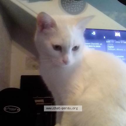 Foto 1/1 Muriel Tessonneau Chat perdido en Entrevaux