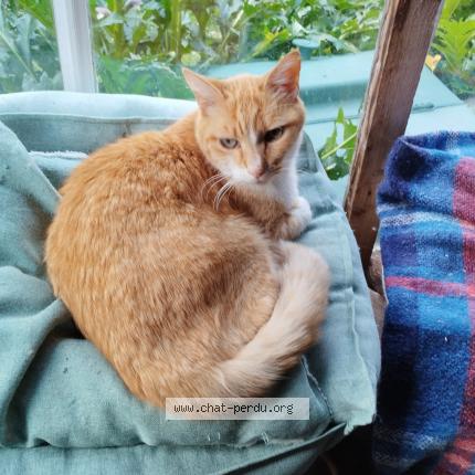 Foto 1/1 Gato encontrado Encontrado en 40800 aire sur l adour