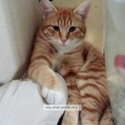 Foto 1/1 César Chat perdido en Vallieres sur fier