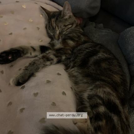 Foto 1/1 Cookie Chat perdido en Saint remy