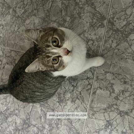 Foto 1/1 PERLI Chat perdido en Barajas de melo