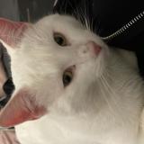 Foto del gato perdido en Vuadens