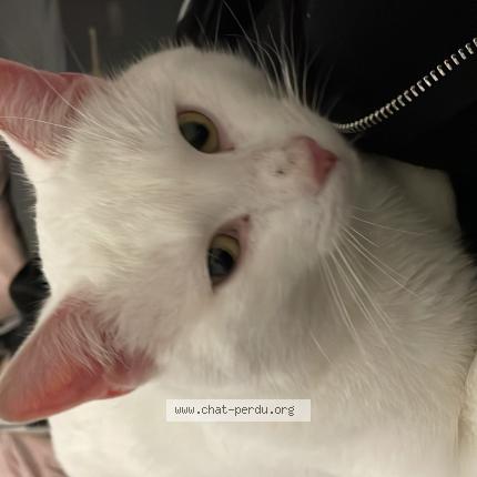 Foto 1/1 Snow Chat perdido en Vuadens