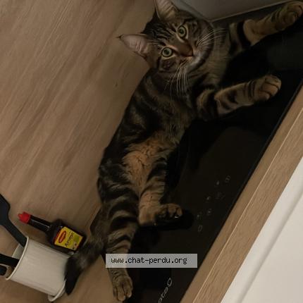 Foto 1/1 Razmo Chat perdido en Sete