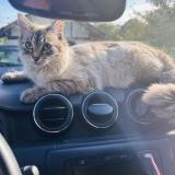 Foto del gato perdido en Briscous