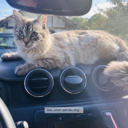 Foto 1/1 Bonnie Chat perdido en Briscous