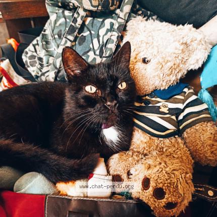 Foto 1/1 Sheitan Chat perdido en Colomiers