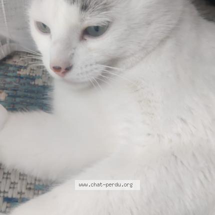 Foto 1/1 Moka Chat perdido en Bourg en bresse