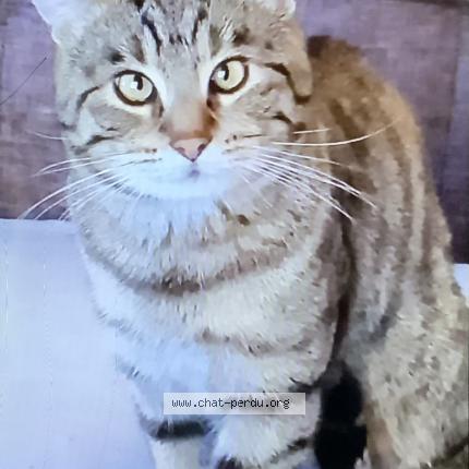 Foto 1/5 Simba Chat perdido en Lambersart