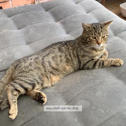 Foto 2/5 Simba Chat perdido en Lambersart