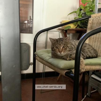 Foto 3/5 Simba Chat perdido en Lambersart