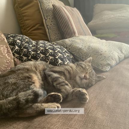 Foto 4/5 Simba Chat perdido en Lambersart