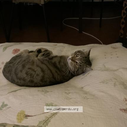 Foto 5/5 Simba Chat perdido en Lambersart