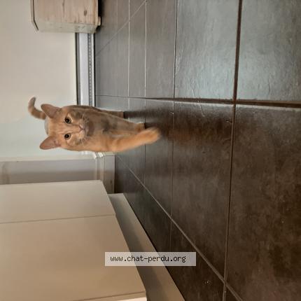 Foto 1/1 Latté Chat perdido en Trois rivieres