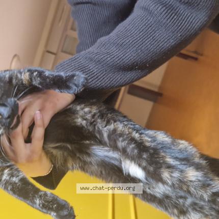 Foto 1/1 Gato encontrado Encontrado en Les ponts de ce