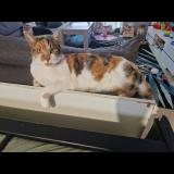 Foto del gato perdido en Les Damps