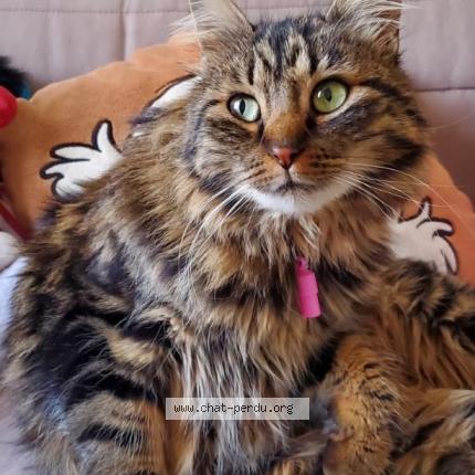 Foto 1/1 molly Chat perdido en Marseille