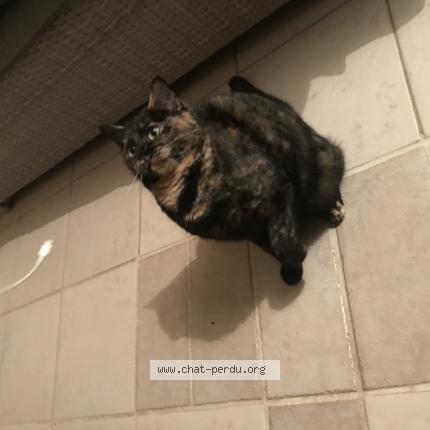 Foto 1/1 Cannelle Chat perdido en Bussy saint georges