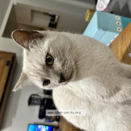 Foto 1/1 Sanji Chat perdido en Chambors