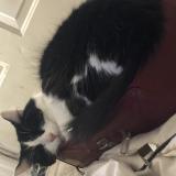 Foto del gato perdido en Montreal