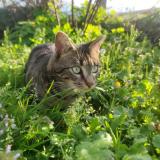 Foto del gato perdido en Donzenac