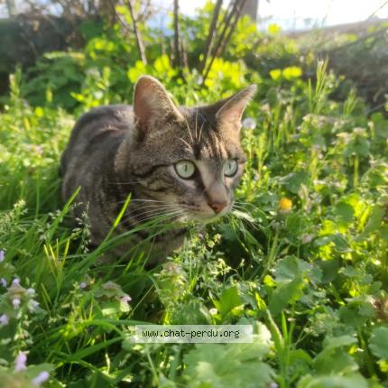 Foto 1/1 Tao Chat perdido en Donzenac